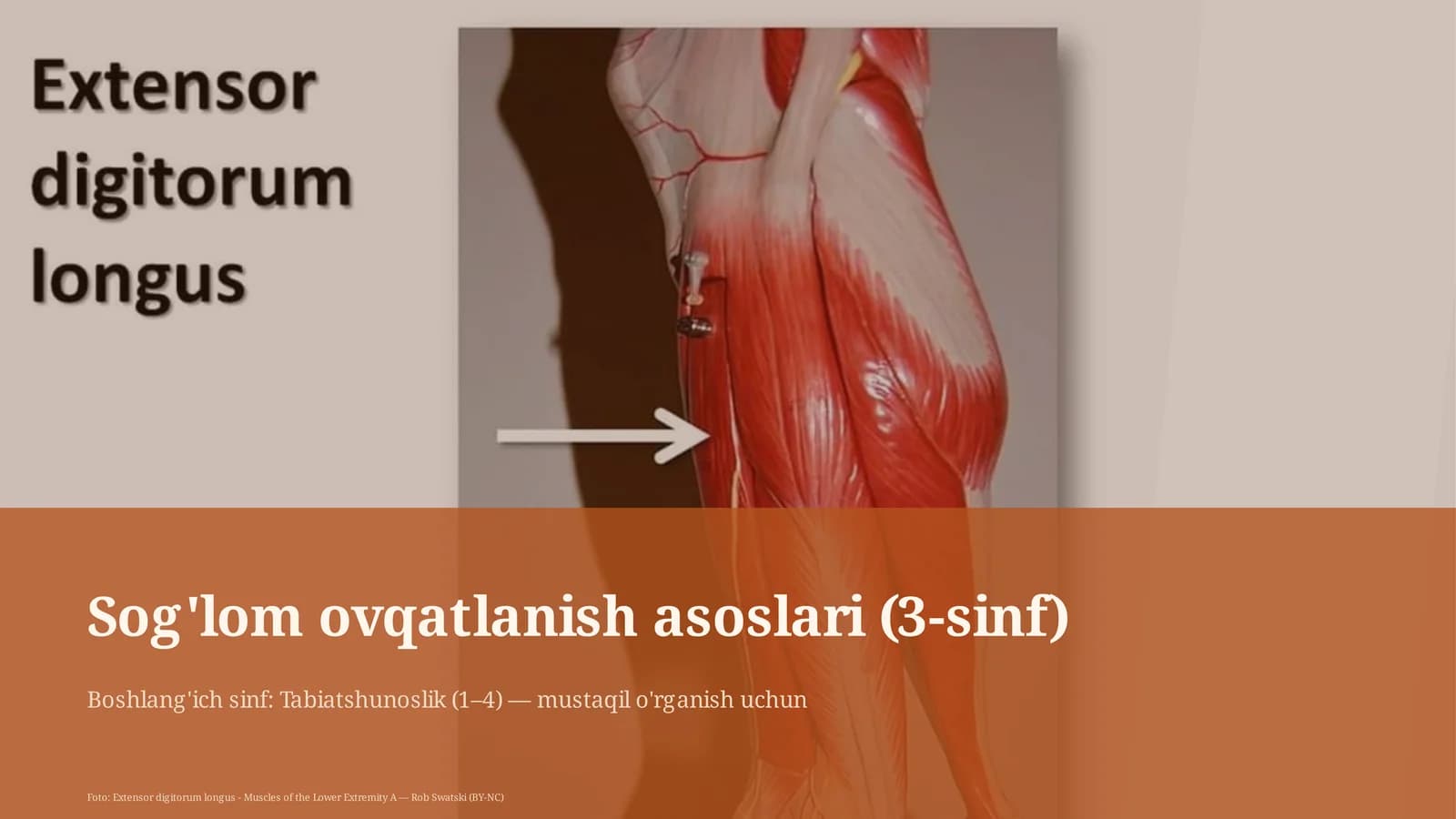 Sog'lom ovqatlanish asoslari (3-sinf)