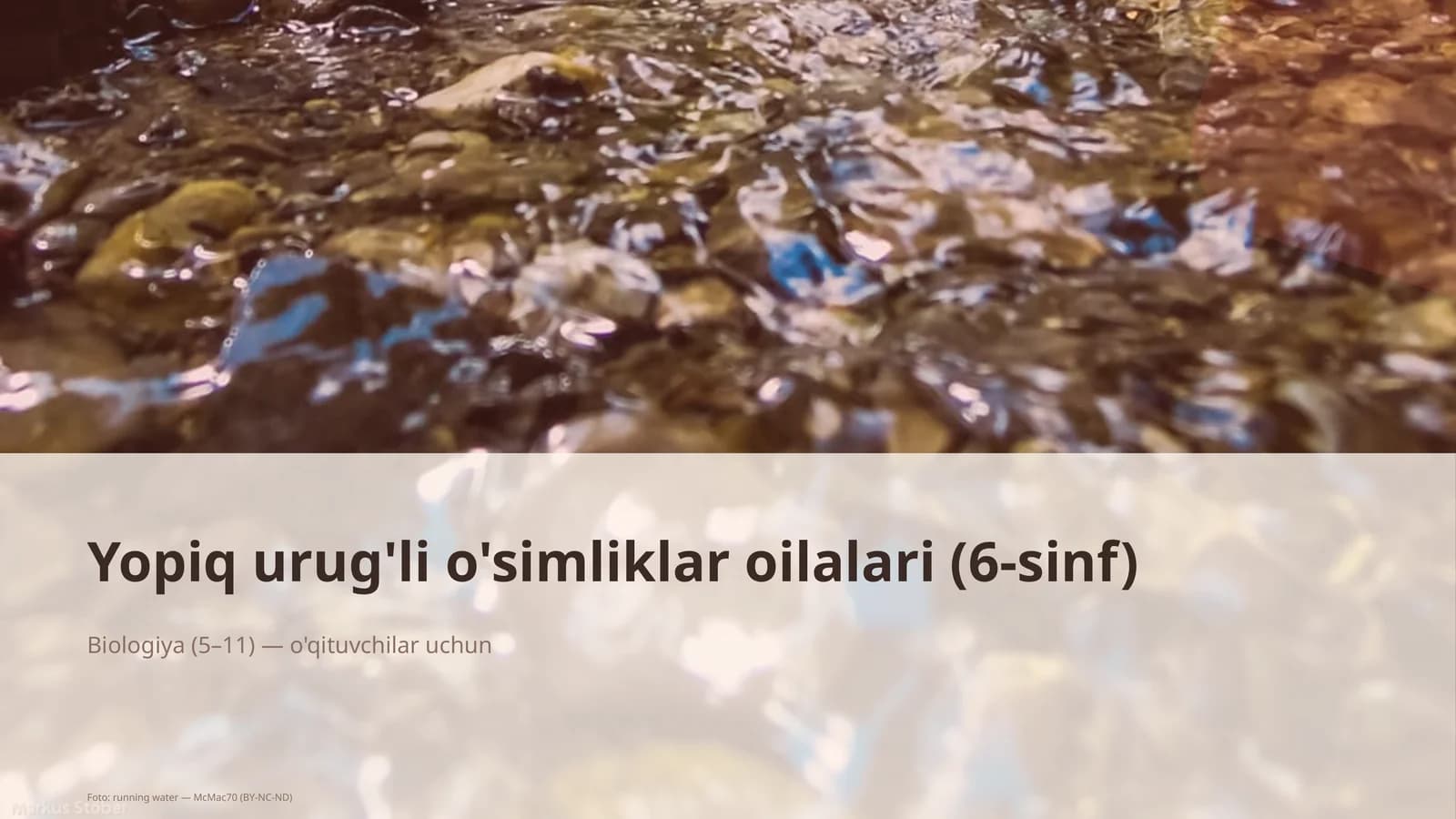 Yopiq urug'li o'simliklar oilalari (6-sinf)