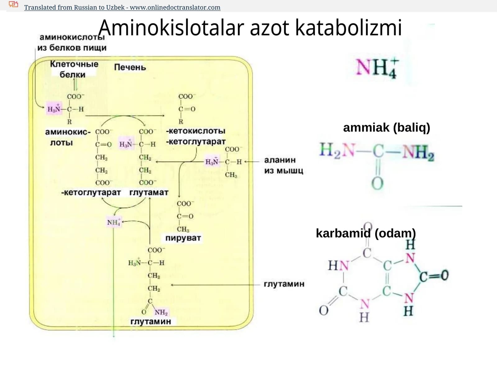 ammiak, karbamid, siydik kislotasi