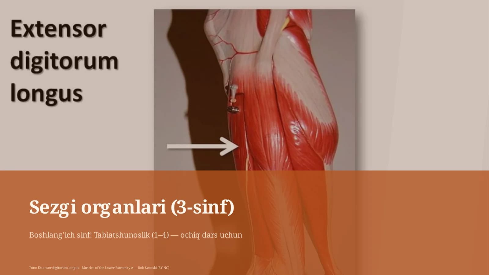 Sezgi organlari (3-sinf)