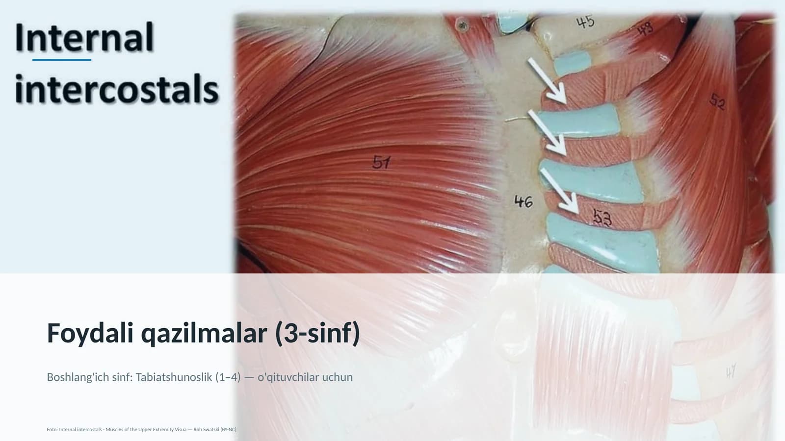 Foydali qazilmalar (3-sinf)