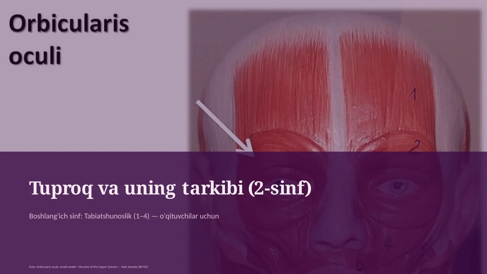 Tuproq va uning tarkibi (2-sinf)