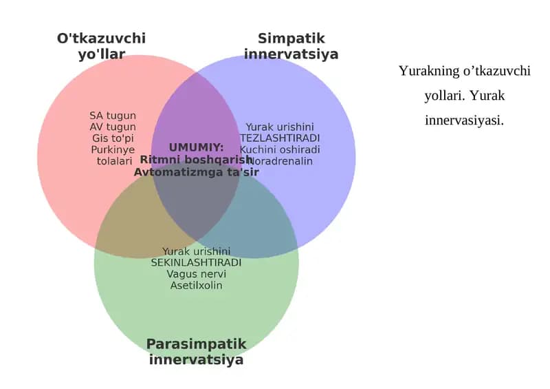 Yurakning o’tkazuvchi yollari. Yurak innervasiyasi.