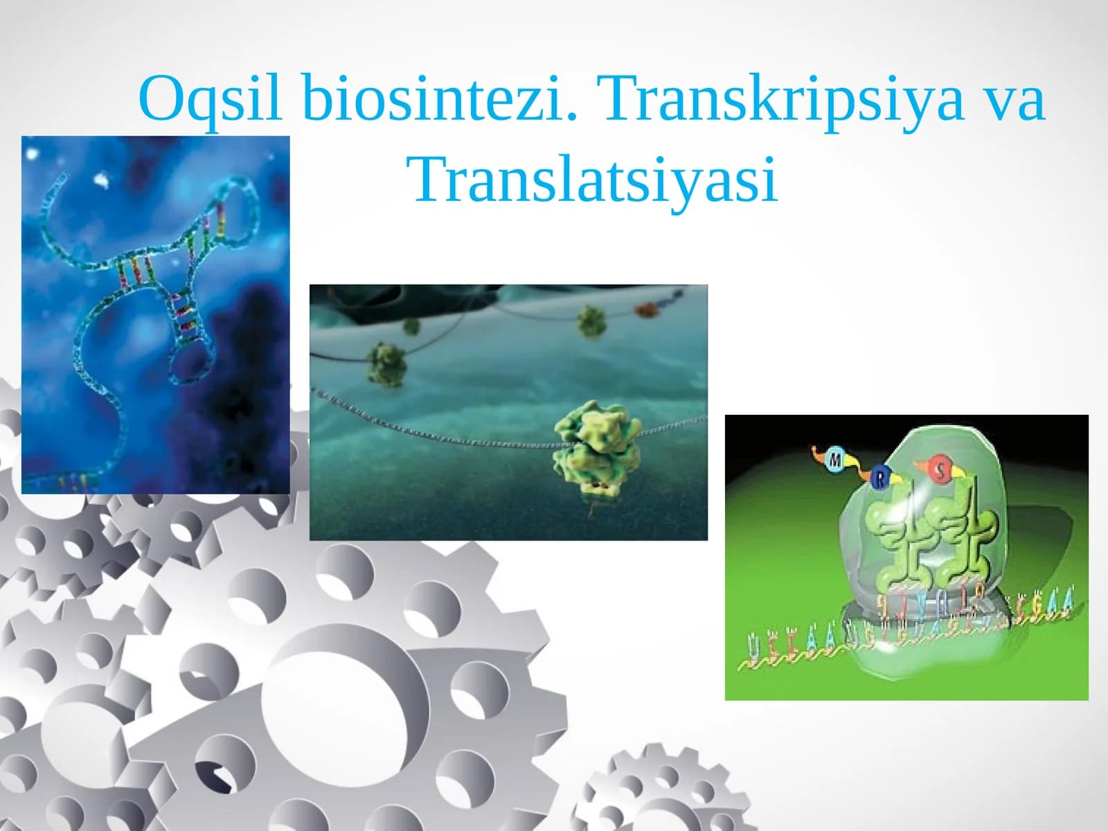 Oqsil  biosintezi. Transkripsiya vaTranslatsiyasi