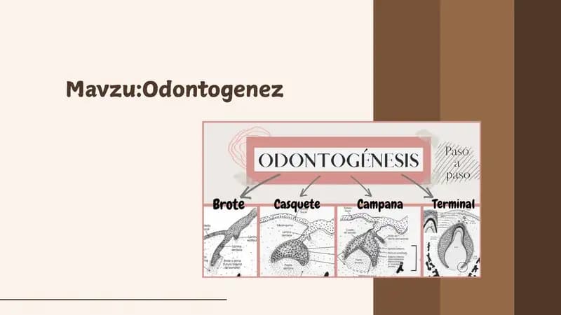 Odontogenez