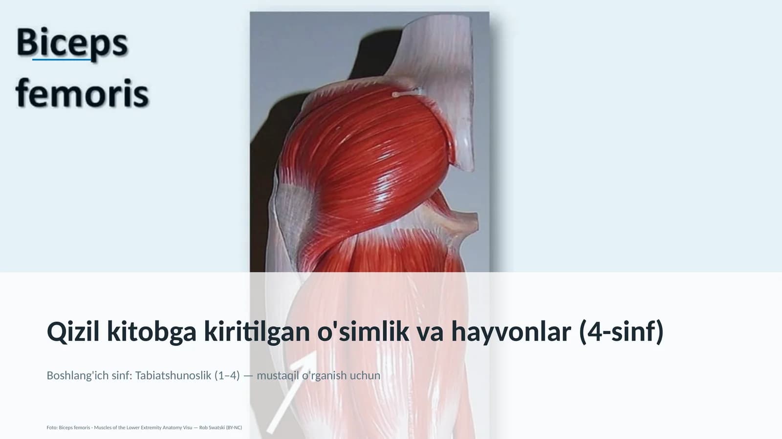 Qizil kitobga kiritilgan o'simlik va hayvonlar (4-sinf)