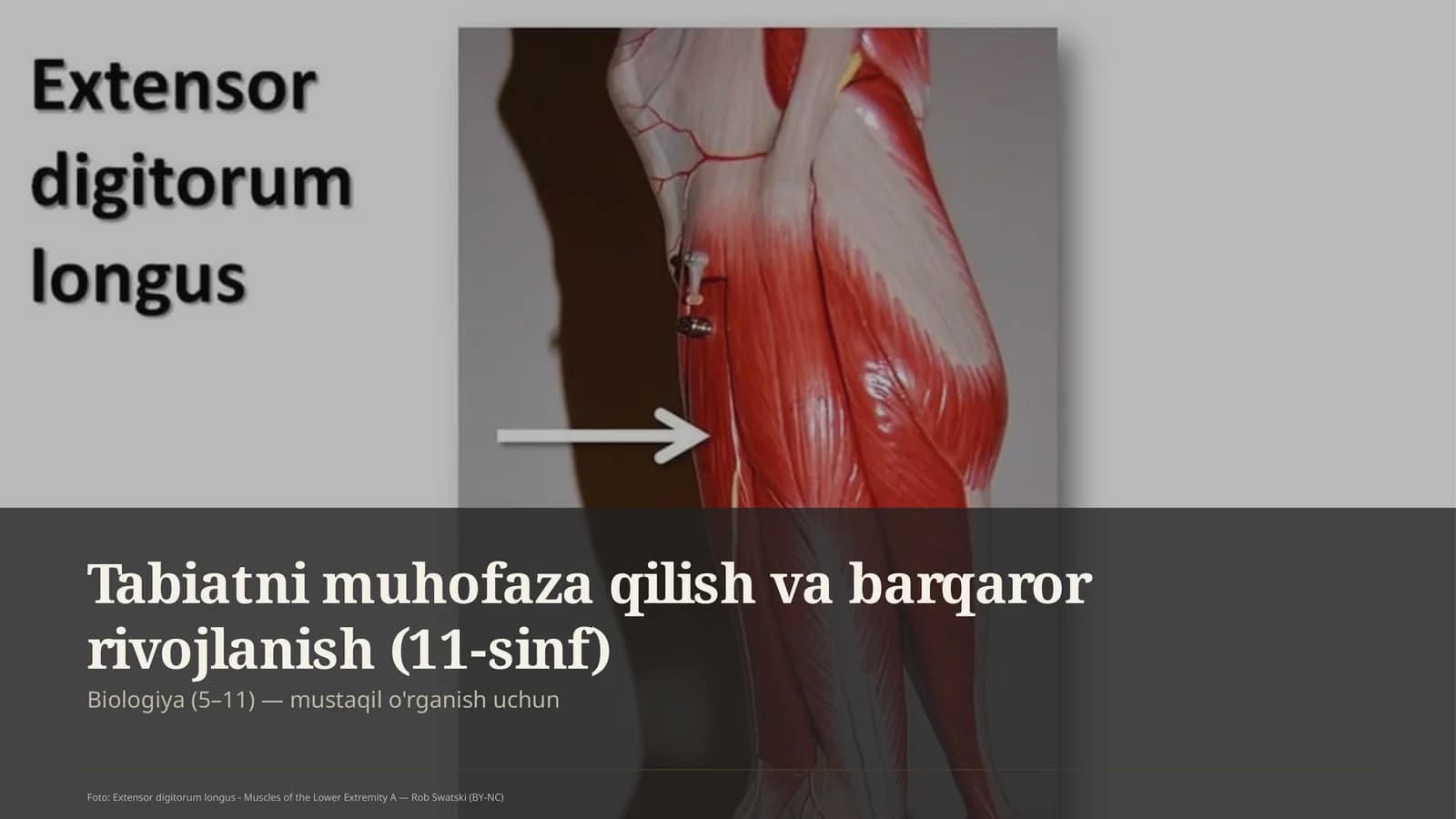Tabiatni muhofaza qilish va barqaror rivojlanish (11-sinf)