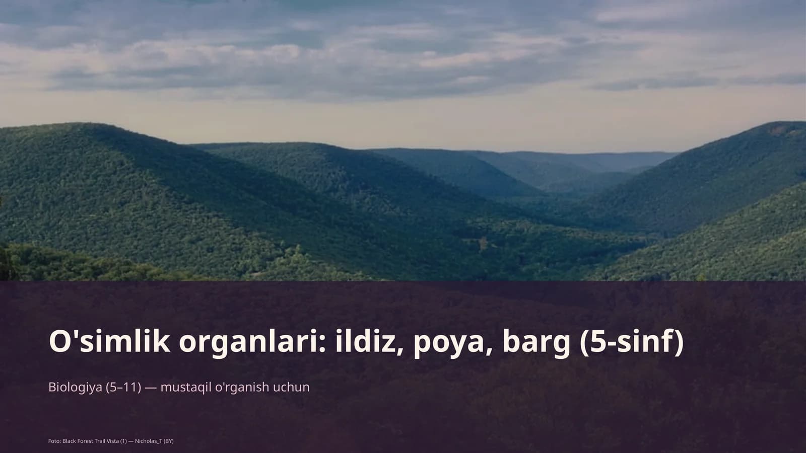 O'simlik organlari: ildiz, poya, barg