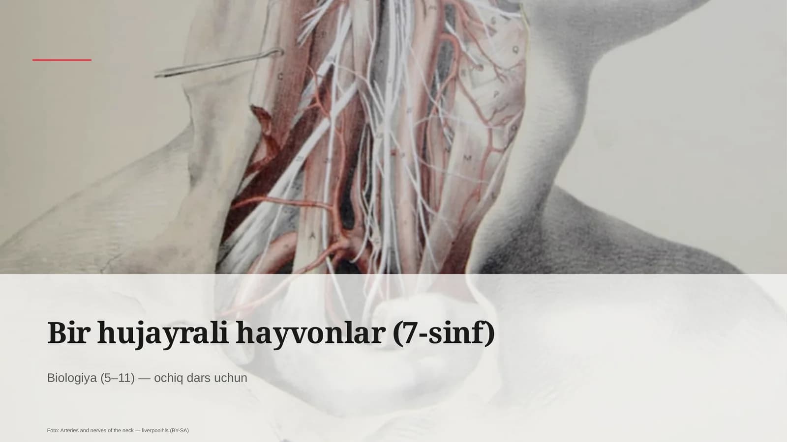 Bir hujayrali hayvonlar (7-sinf)