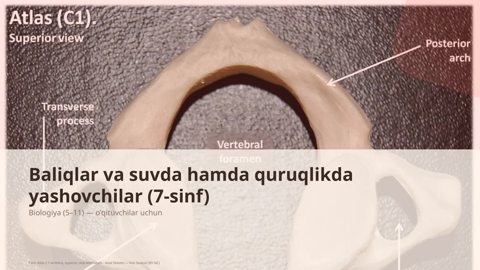 Baliqlar va suvda hamda quruqlikda yashovchilar (7-sinf)