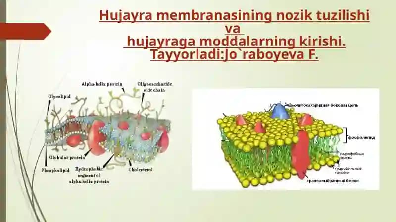 Plazmolemmaning “Suyuqmozaika” modeli