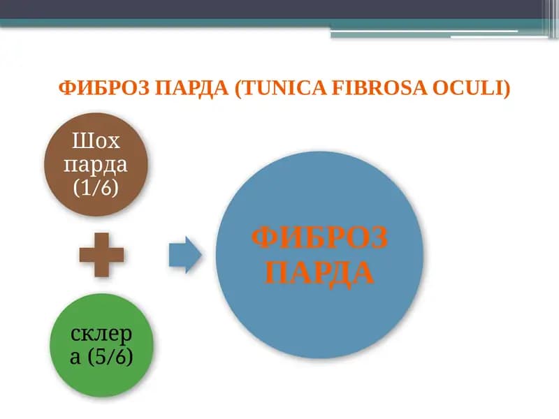 Шох парда (cornea)
