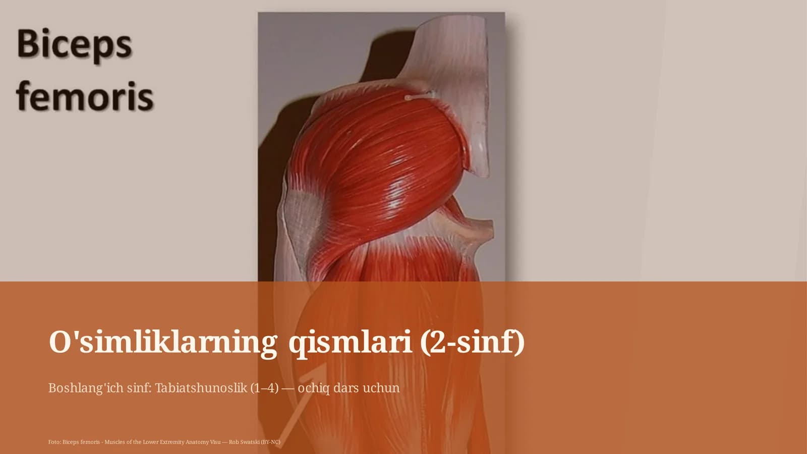 O'simliklarning qismlari (2-sinf)