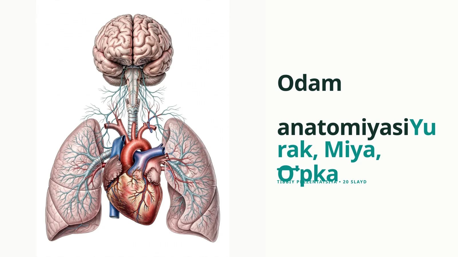 Odam Anatomiyasi (Tayyor Prezentatsiya) Slayd