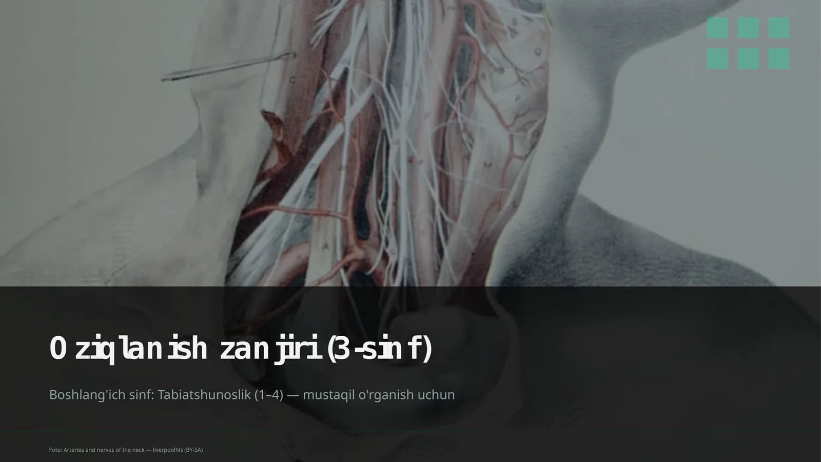 Oziqlanish zanjiri (3-sinf)