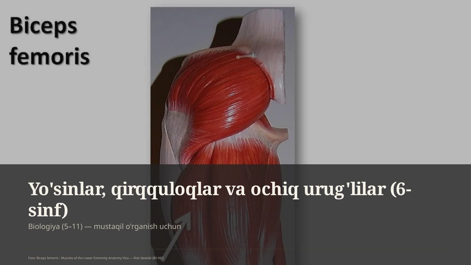 Yo'sinlar, qirqquloqlar va ochiq urug'lilar (6-sinf)