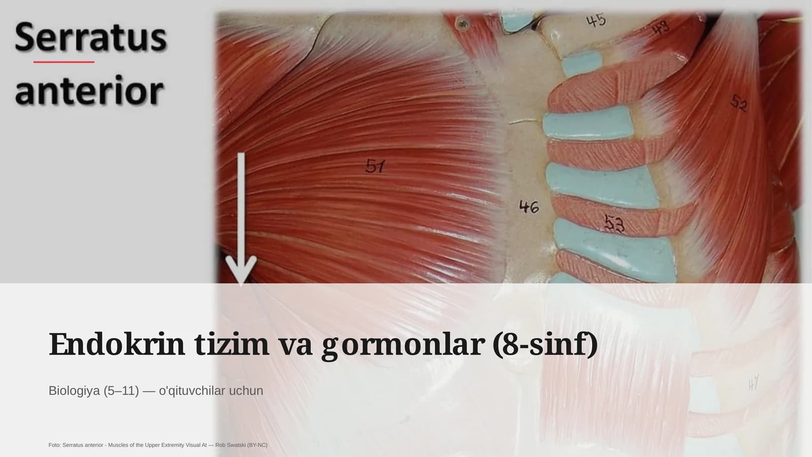Endokrin tizim va gormonlar (8-sinf)