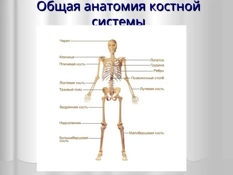 Общая анатомия костной системы