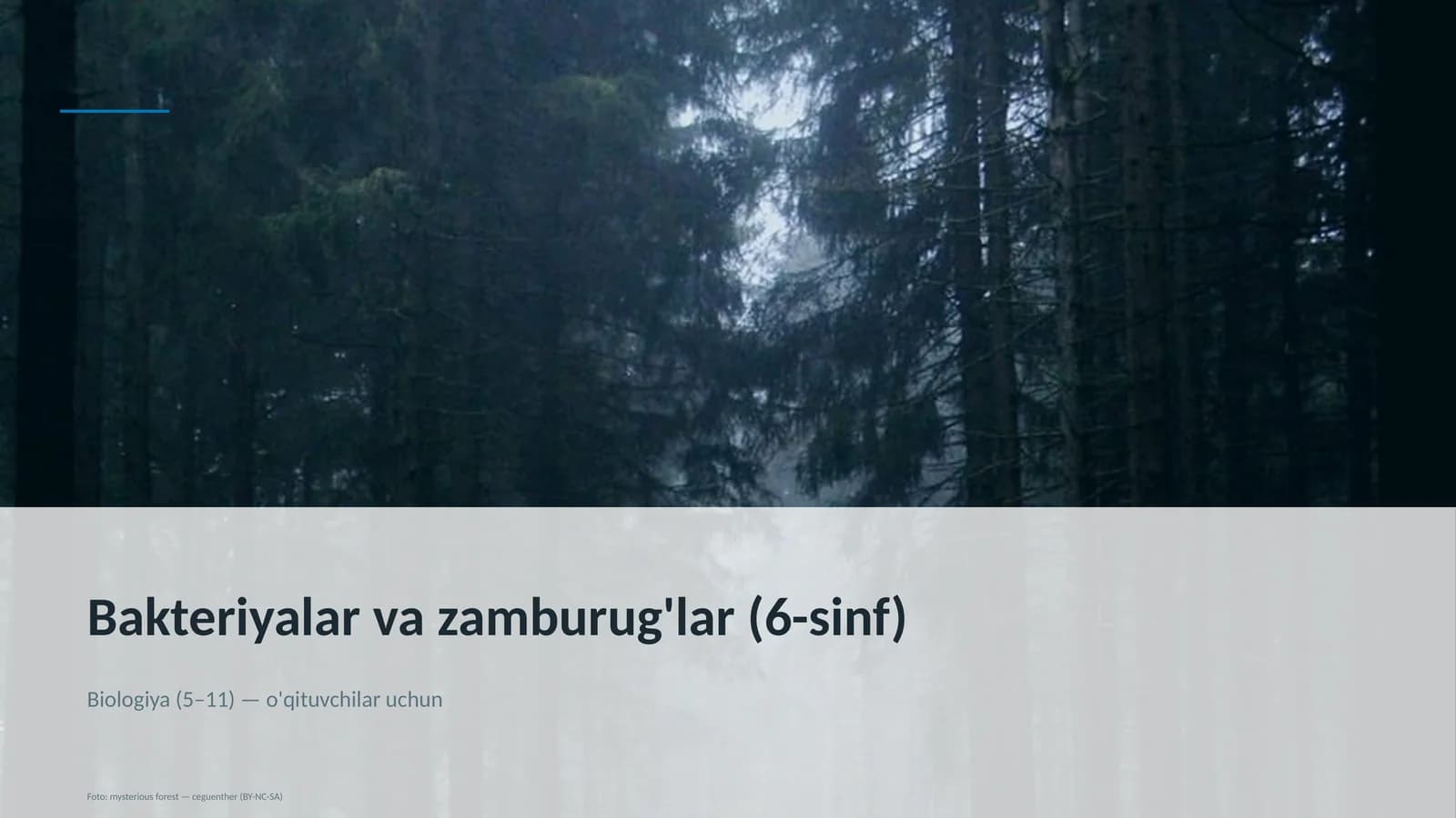 Bakteriyalar va zamburug'lar (6-sinf)