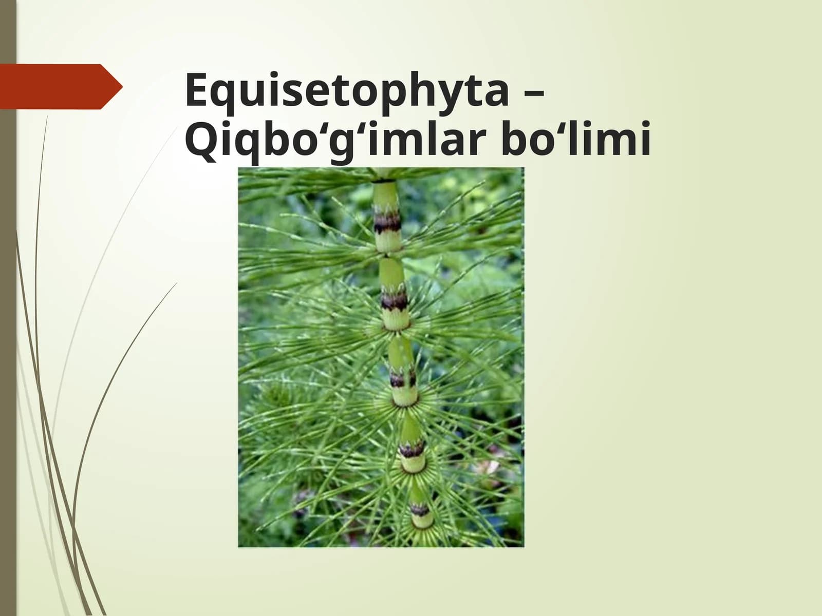 Qiqbo‘g‘imlarbo‘limi