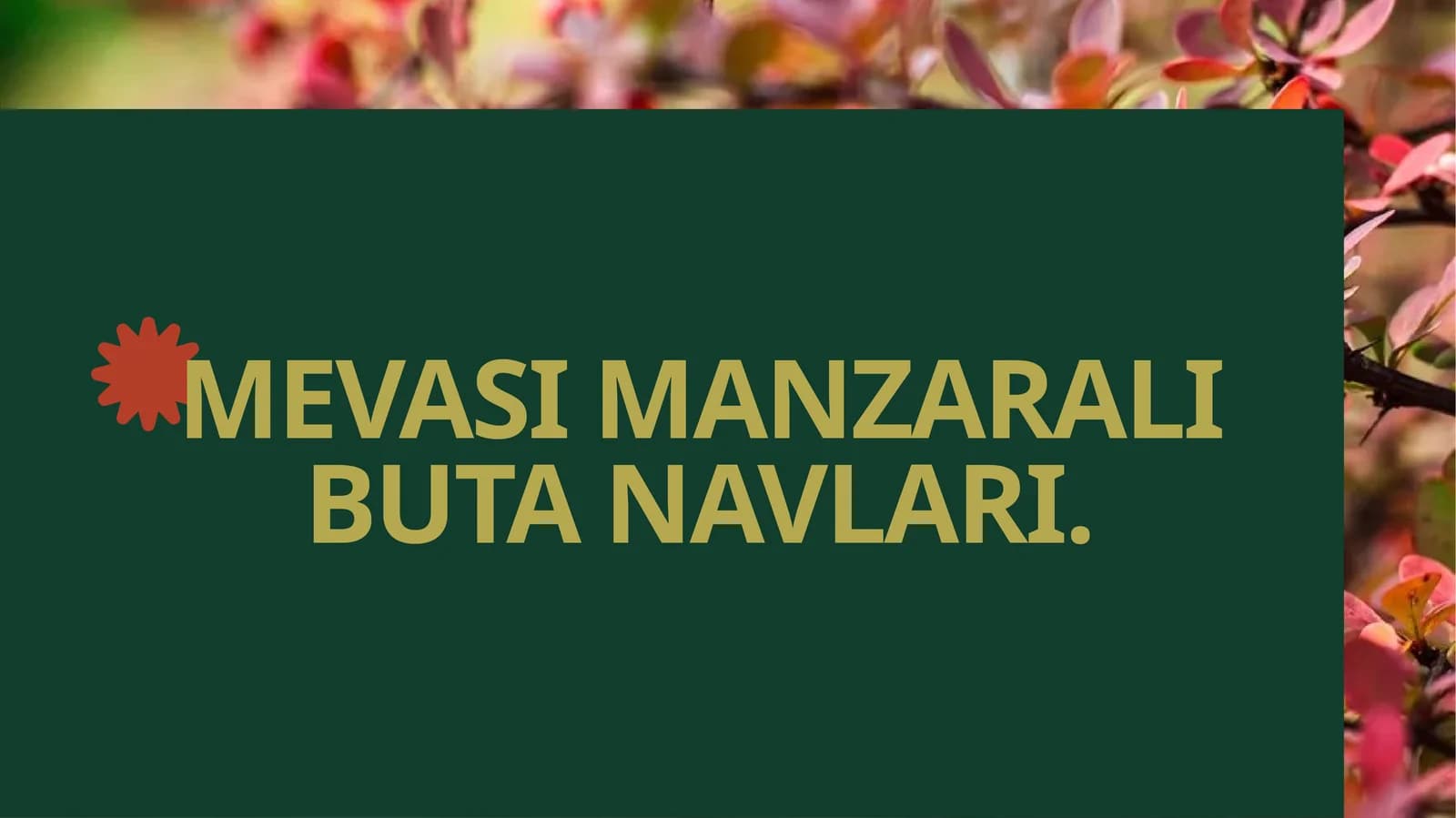 Mevasi manzarali buta navlari