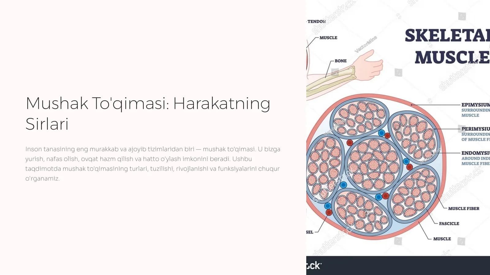 Mushak To'qimasi: Harakatning Sirlari