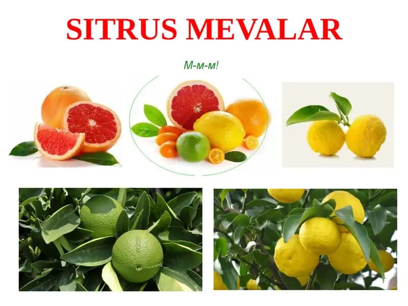 SITRUSMEVALAR