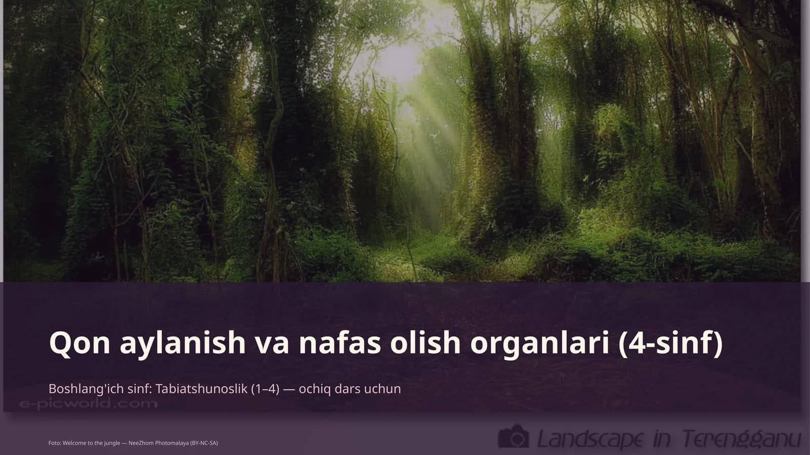 Qon aylanish va nafas olish organlari (4-sinf)