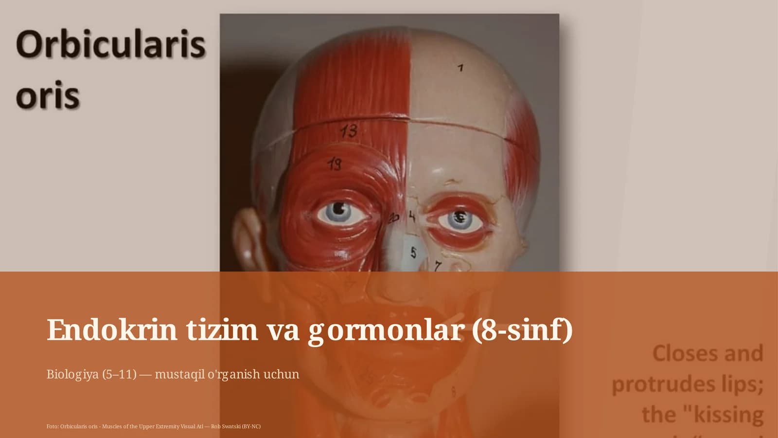 Endokrin tizim va gormonlar (8-sinf)