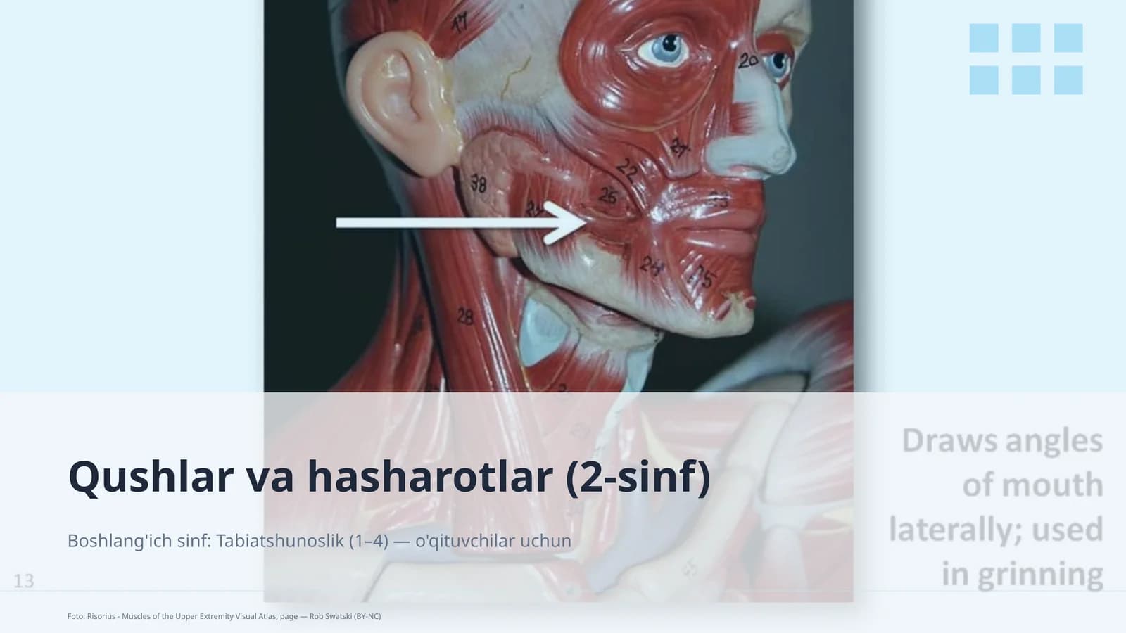 Qushlar va hasharotlar (2-sinf)
