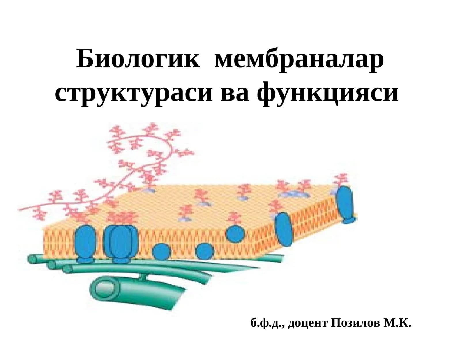 Биологик мембраналарструктураси ва функцияси