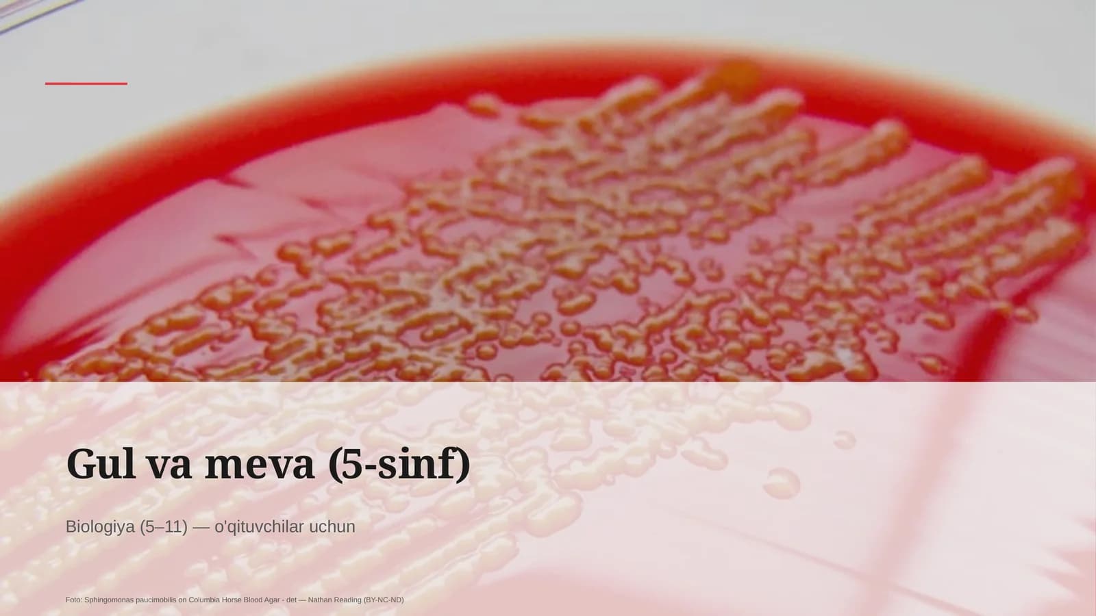 Gul va meva (5-sinf)