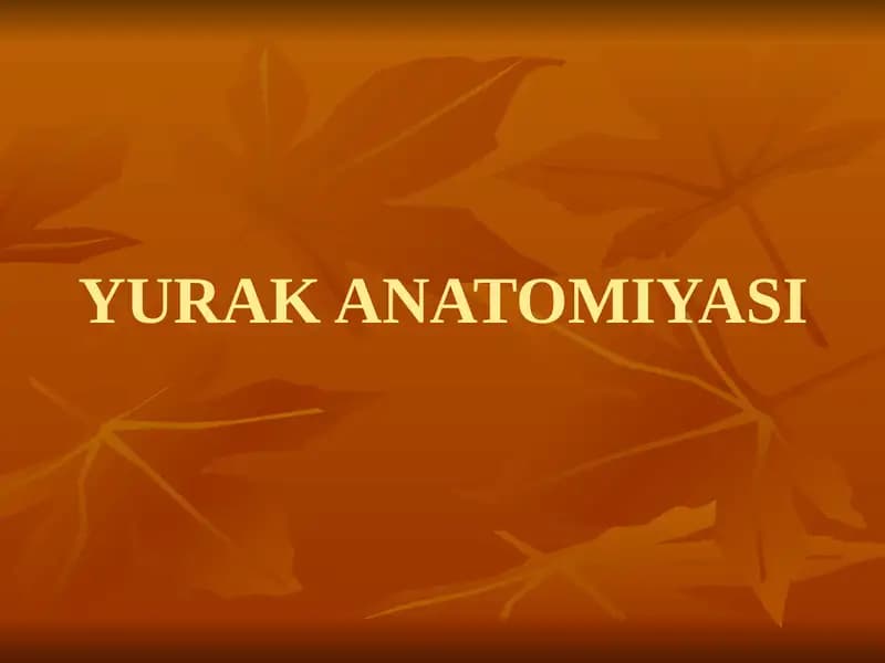 YURAK ANATOMIYASI