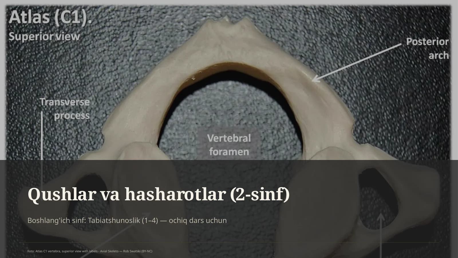 Qushlar va hasharotlar (2-sinf)