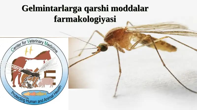 BALIQ SKELETI” INTERFAOL USUL