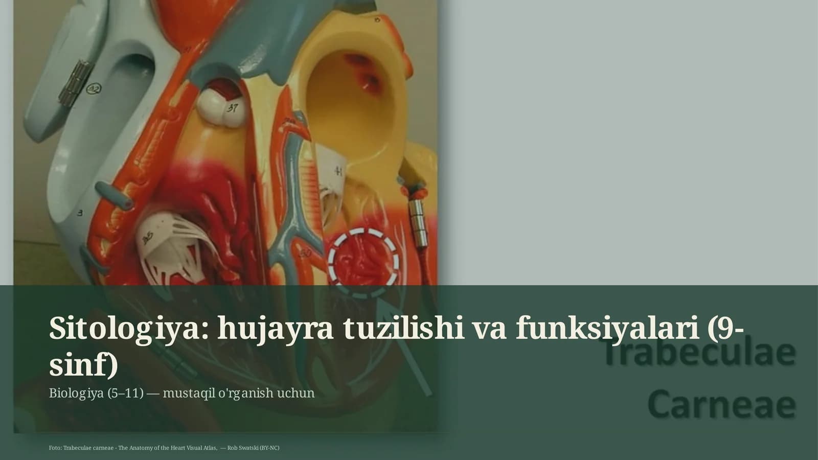 Sitologiya: hujayra tuzilishi va funksiyalari (9-sinf)