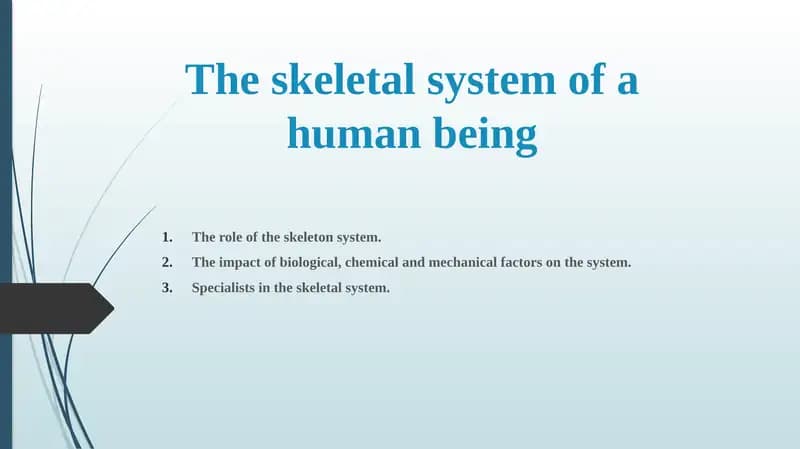 The Skeletal System of a Human Being
