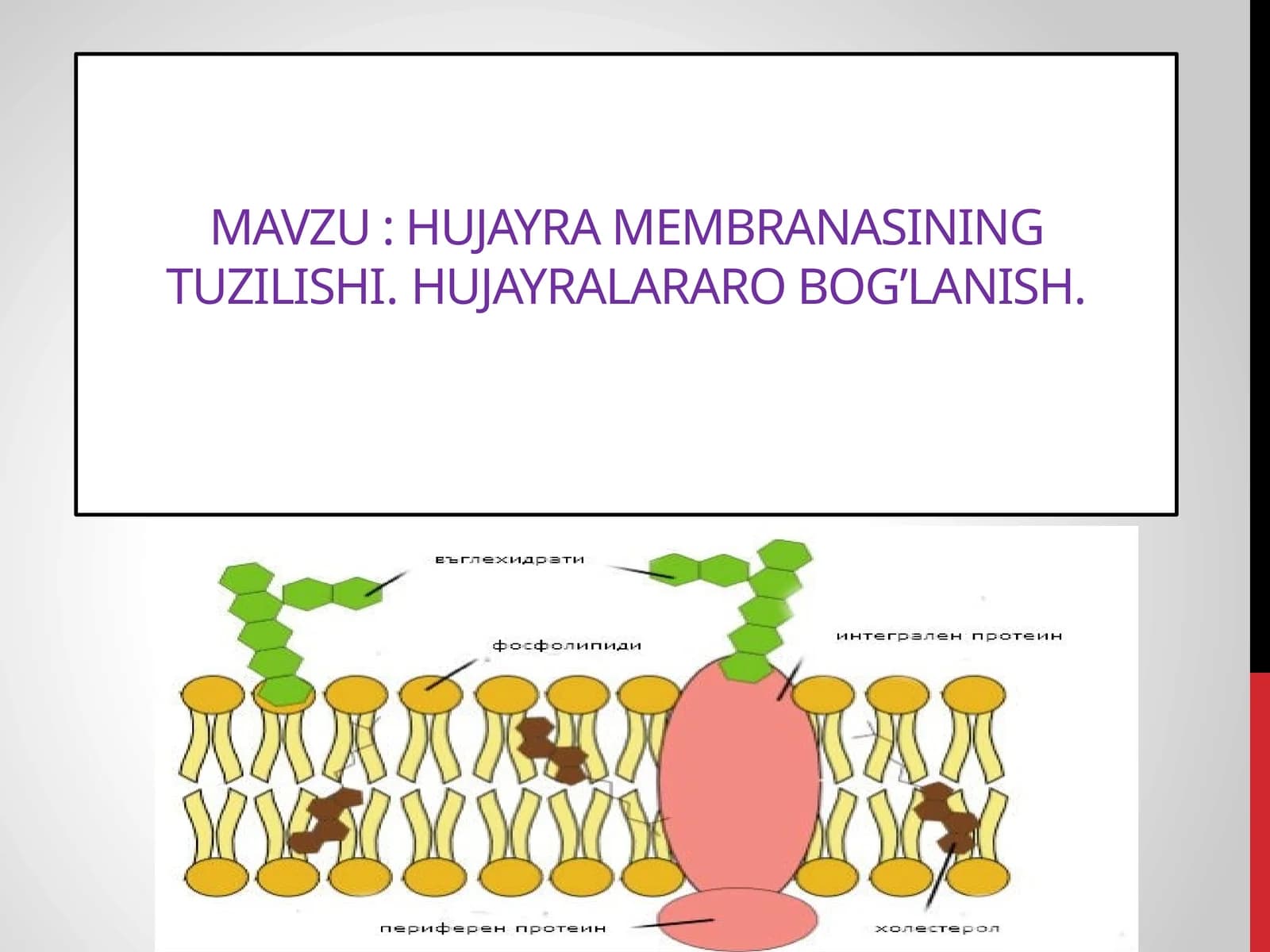 HUJAYRA MEMBRANASINING TUZILISHI. HUJAYRALARARO BOG’LANISH