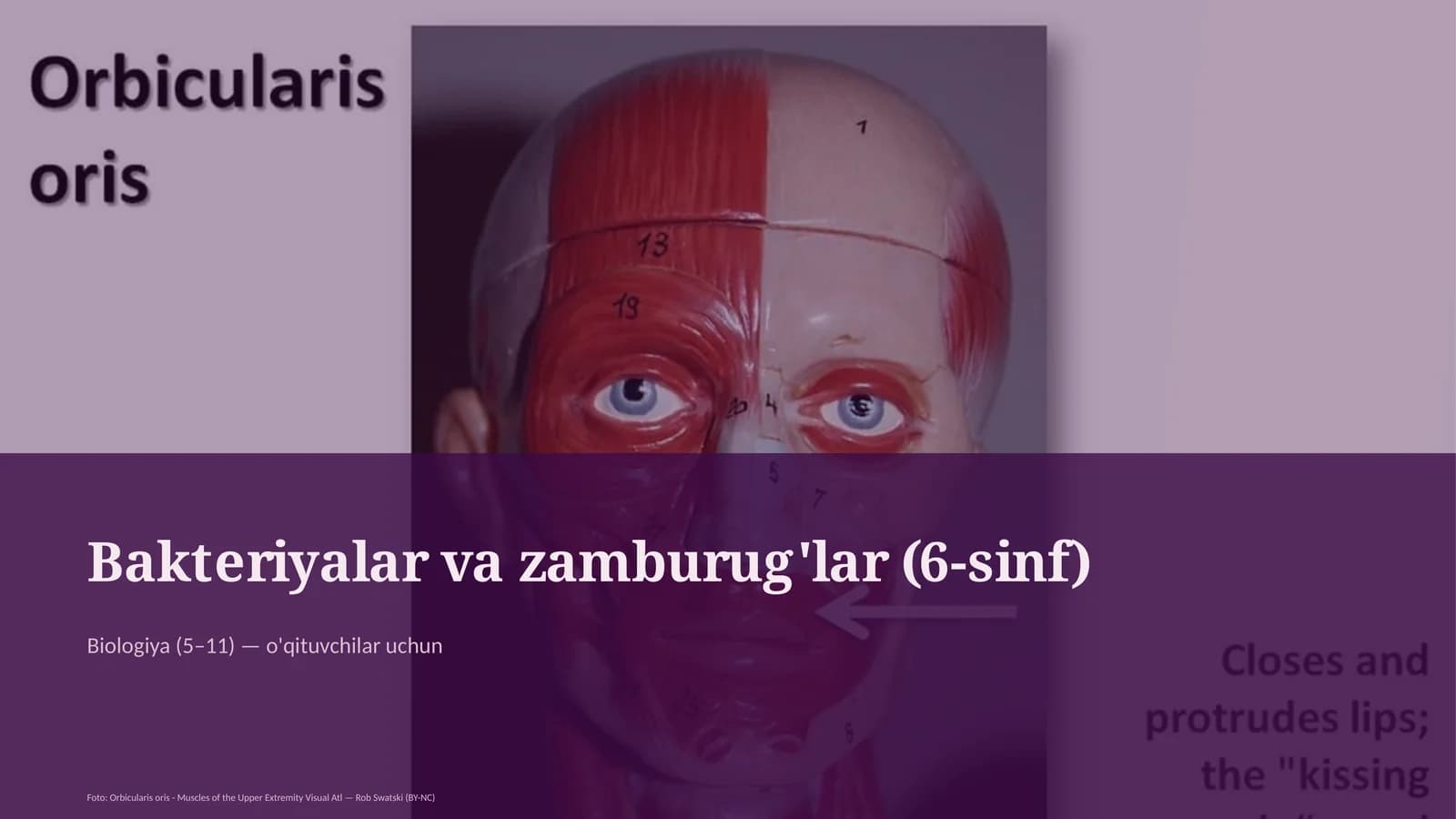 Bakteriyalar va zamburug'lar (6-sinf)