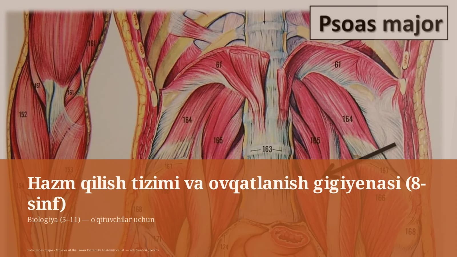 Hazm qilish tizimi va ovqatlanish gigiyenasi (8-sinf)