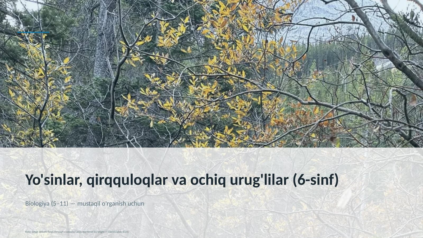 Yo'sinlar, qirqquloqlar va ochiq urug'lilar (6-sinf)