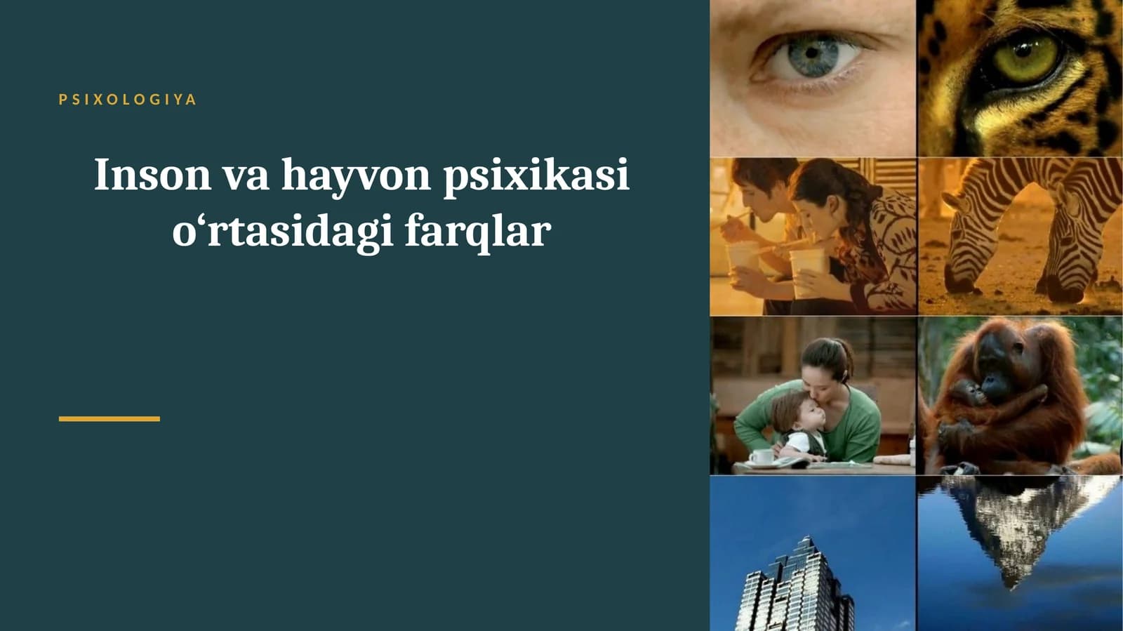 Inson va hayvon psixikasi o‘rtasidagi farqlar