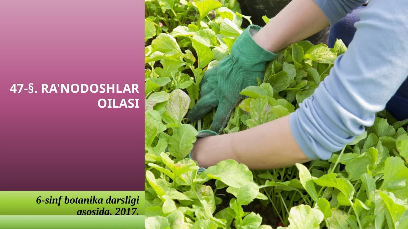 6-sinf Botanika Ra'nodoshlar oilasi