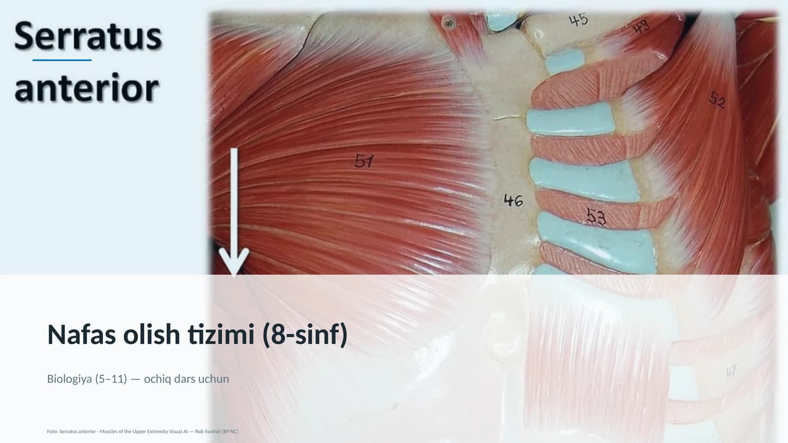 Nafas olish tizimi (8-sinf)