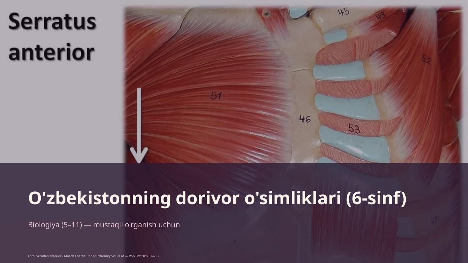 O'zbekistonning dorivor o'simliklari (6-sinf)