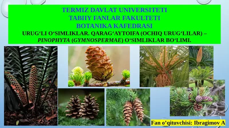 Urug‘li O‘simliklar. Qarag‘aytoifa (Ochiq Urug‘lilar) – Pinophyta(Gymnospermae) O‘simliklar Bo‘limi