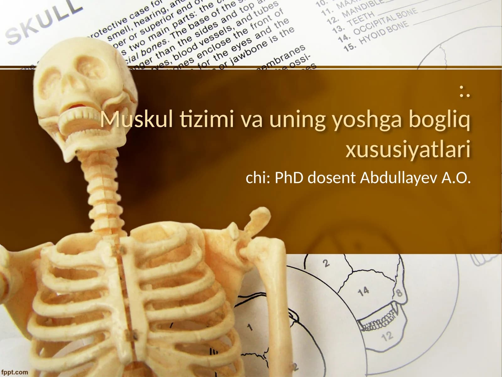 Muskul tizimi va uning yoshga bogliq xususiyatlari
