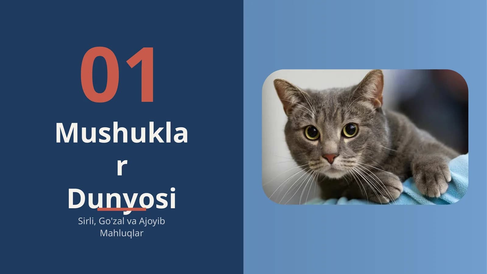 Mushuklar dunyosi