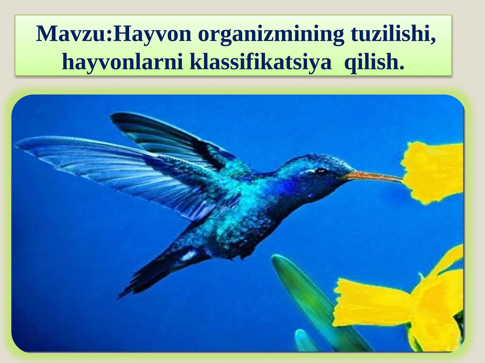Hayvon organizmini tuzilishi, hayvonlarni klassifikatsiyalash
