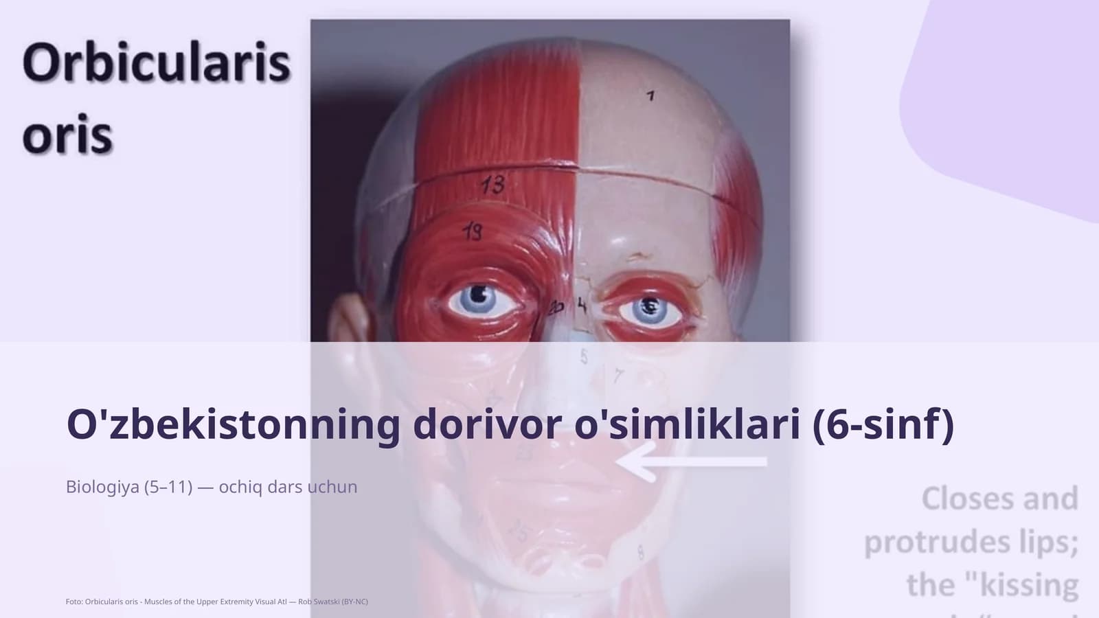 O'zbekistonning dorivor o'simliklari (6-sinf)